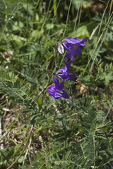 Campanula collina