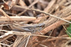 Euchorthippus elegantulus
