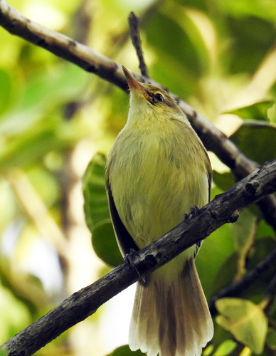 Cook Reed Warbler (Acrocephalus kerearako), photo 4