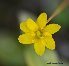 Blackstonia acuminata acuminata