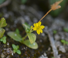 Blackstonia acuminata acuminata