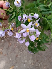 Solanum seaforthianum