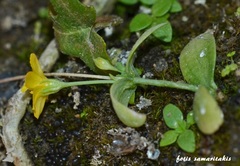 Blackstonia acuminata acuminata
