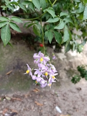Solanum seaforthianum