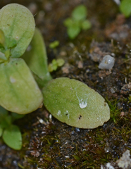 Blackstonia acuminata acuminata