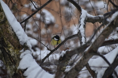 Parus major