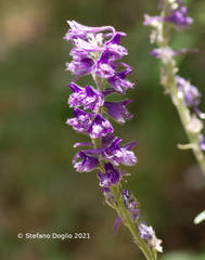 Delphinium fissum fissum