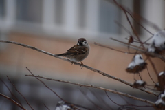 Passer montanus