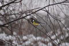 Parus major