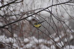 Parus major
