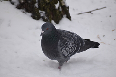 Columba livia domestica