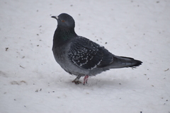 Columba livia domestica