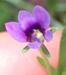 Monopsis simplex