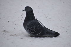 Columba livia domestica