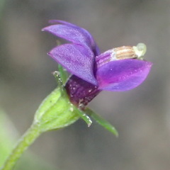 Monopsis simplex