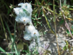 Bombycilaena discolor