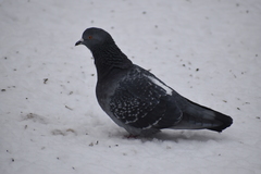 Columba livia domestica