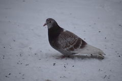 Columba livia domestica