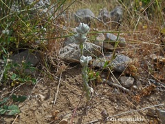 Bombycilaena discolor