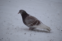Columba livia domestica
