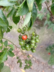 Solanum seaforthianum