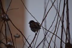 Passer domesticus