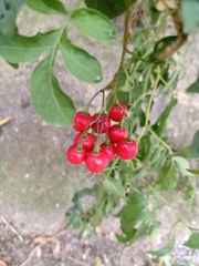Solanum seaforthianum