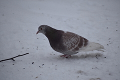 Columba livia domestica