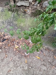 Solanum seaforthianum