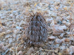 Acanthopsis disperma