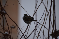 Passer domesticus