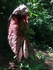 Aristolochia gigantea