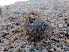 Acanthopsis disperma