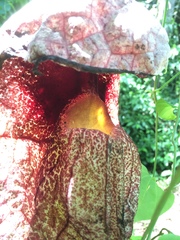 Aristolochia gigantea