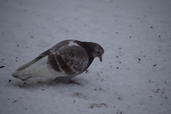 Columba livia domestica