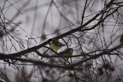 Parus major