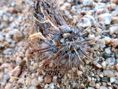Acanthopsis disperma