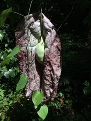 Aristolochia gigantea
