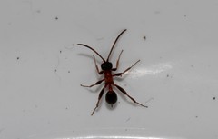 Thaumatogelis gallicus