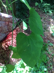 Aristolochia gigantea