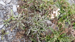 Senecio taitungensis