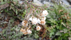 Senecio taitungensis