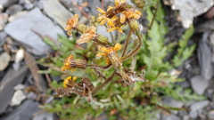 Senecio taitungensis