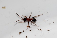 Thaumatogelis gallicus