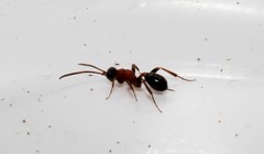 Thaumatogelis gallicus