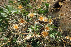 Berkheya canescens