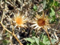 Berkheya canescens