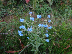 Cynoglossum amabile