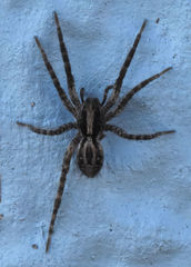 Schizocosa avida