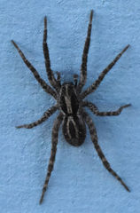 Schizocosa avida